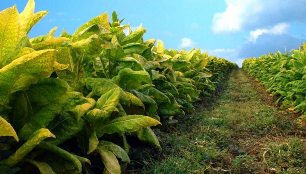 Rows of green tobacco plants in Argentinian soil